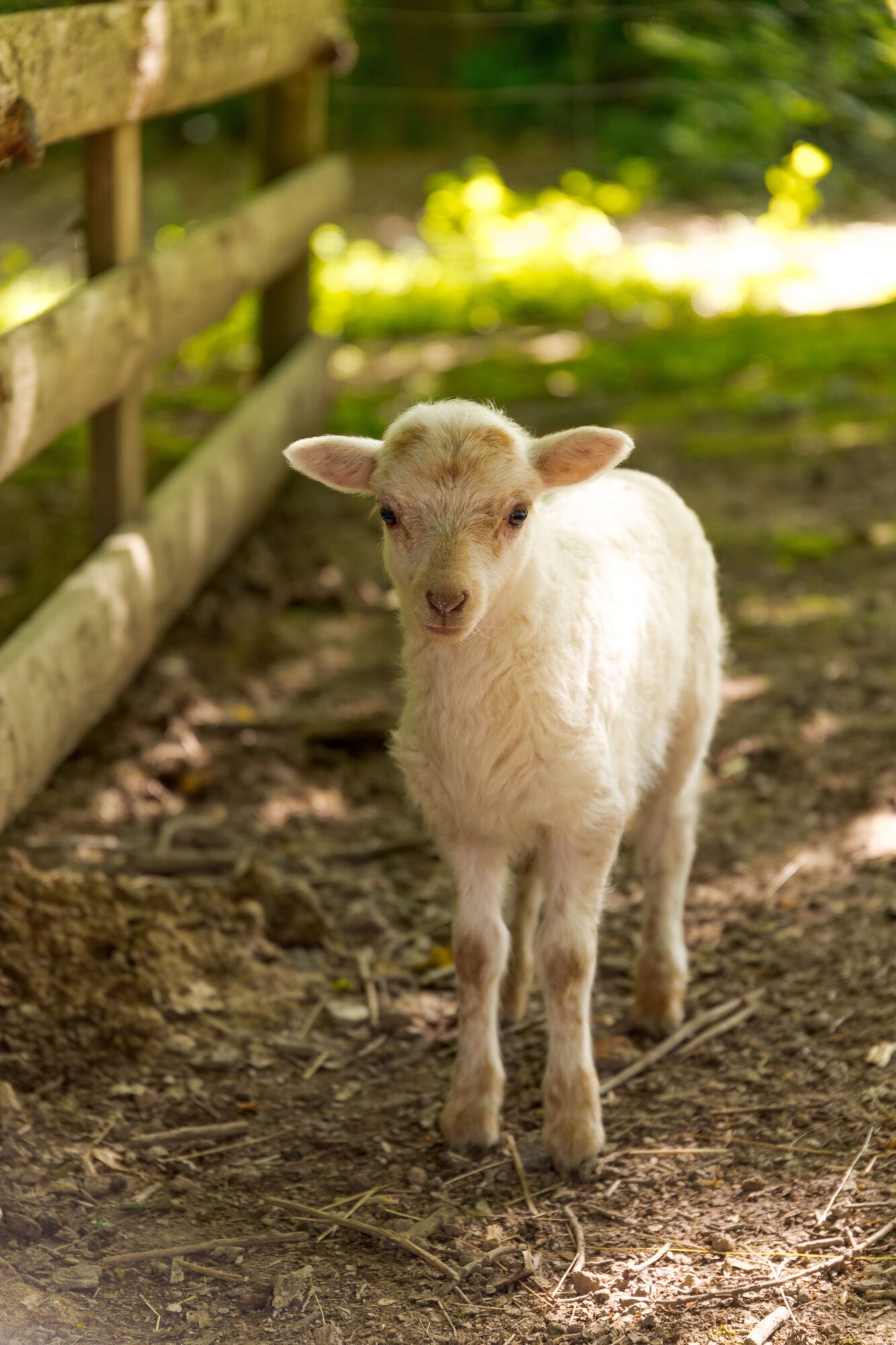 Chevreau blanc dans un enclos, Office de Tourisme Cœur de Garonne