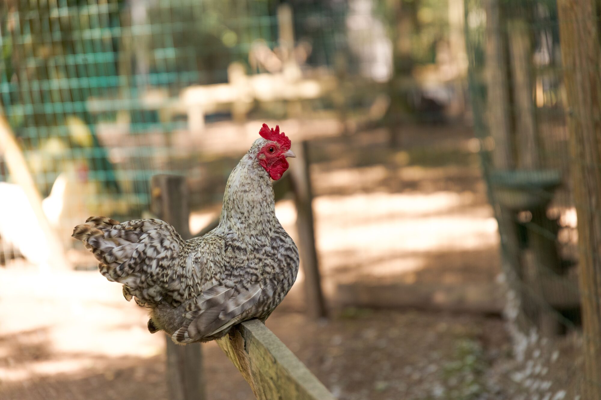 Poule grise perchée sur une barrière en bois