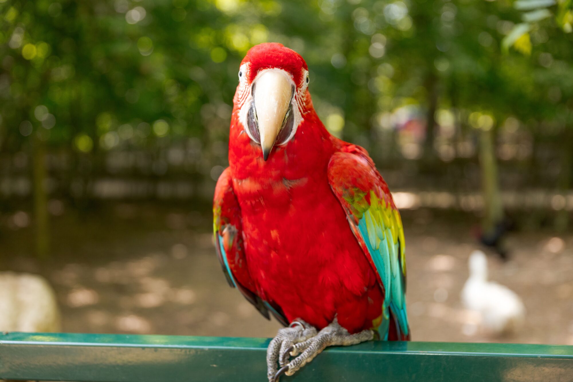 Perroquet ara rouge perché, plumage rouge, bleu et vert