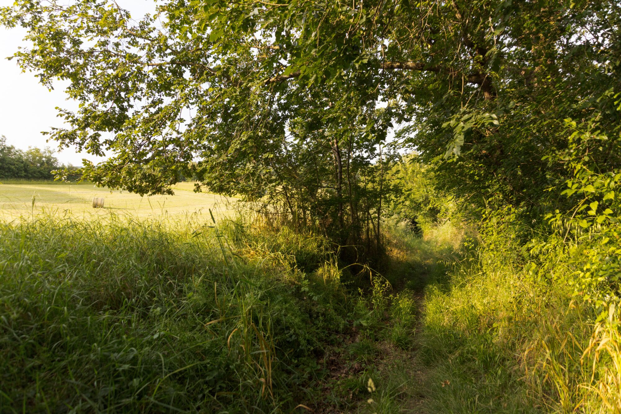 Sentier herbeux en lisière de bois, Office de Tourisme Cœur de Garonne