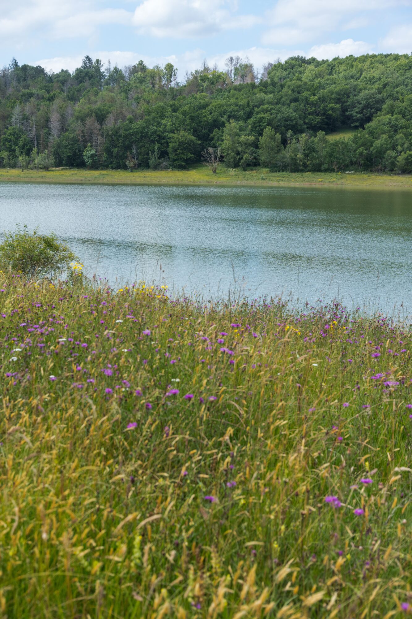 Lac bordé de prairie fleurie, Office de Tourisme Cœur de Garonne