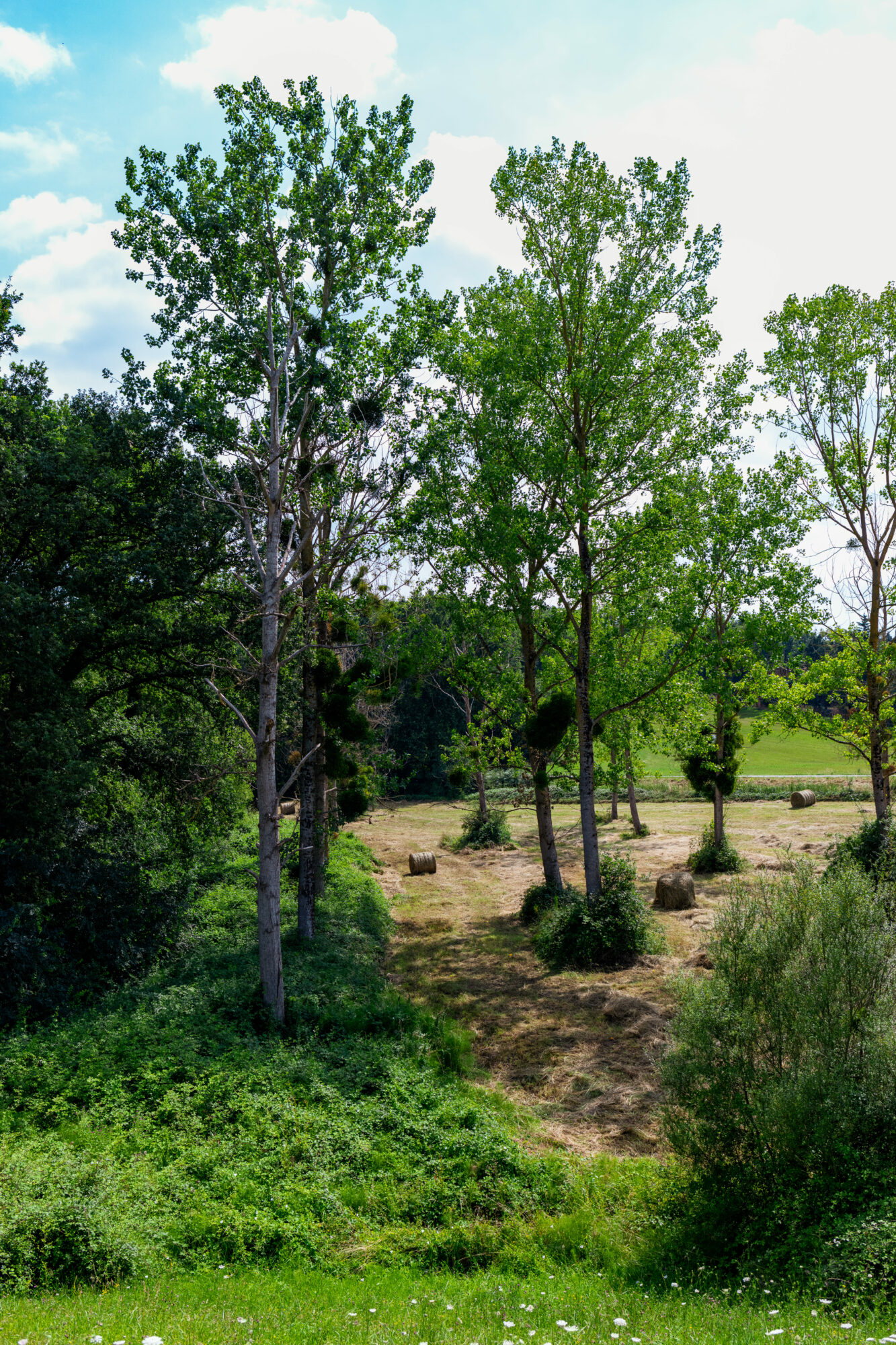 Prairie avec peupliers et bottes de foin, Cœur de Garonne