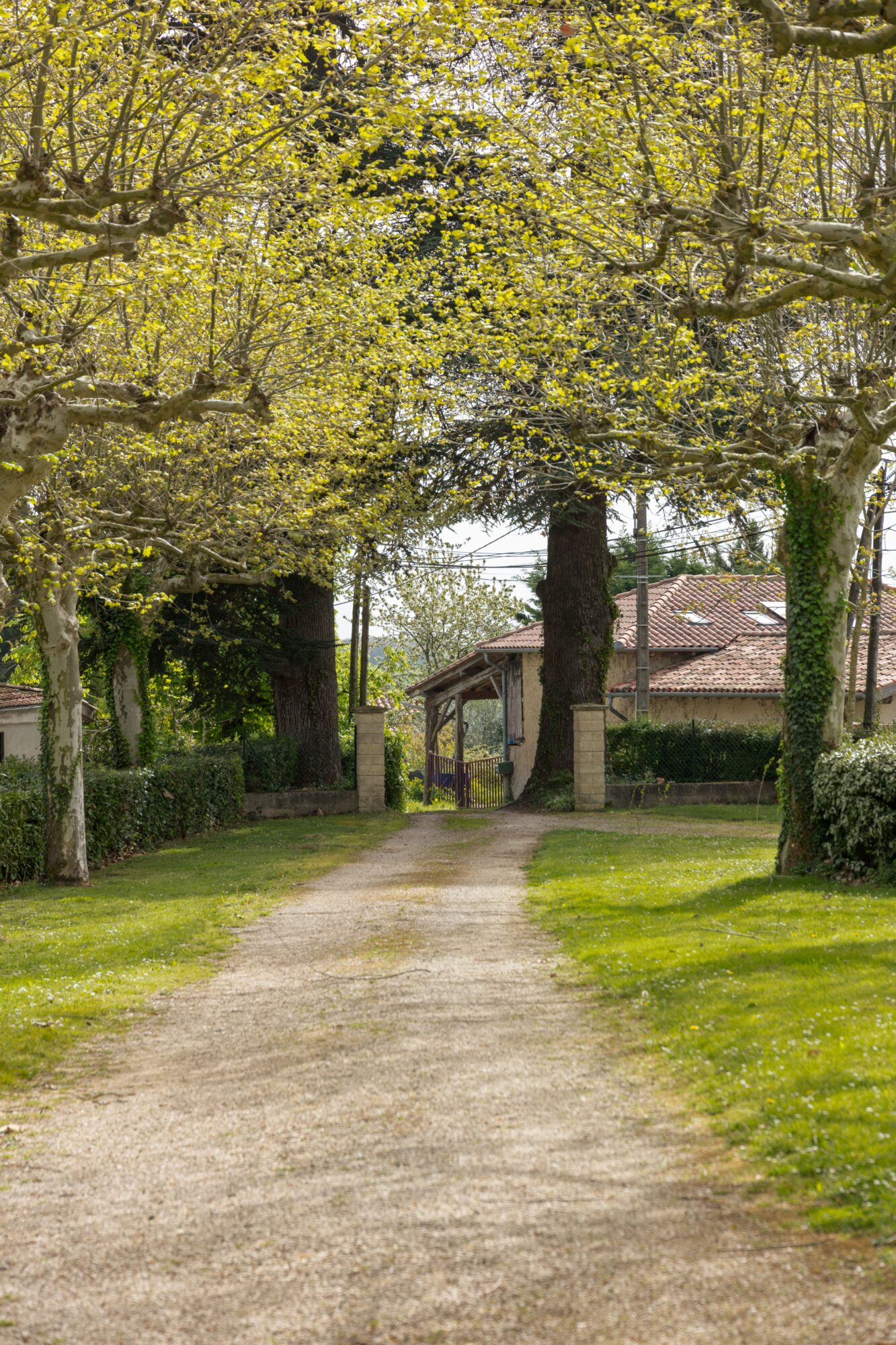 Allée bordée de platanes menant à une maison en Cœur de Garonne