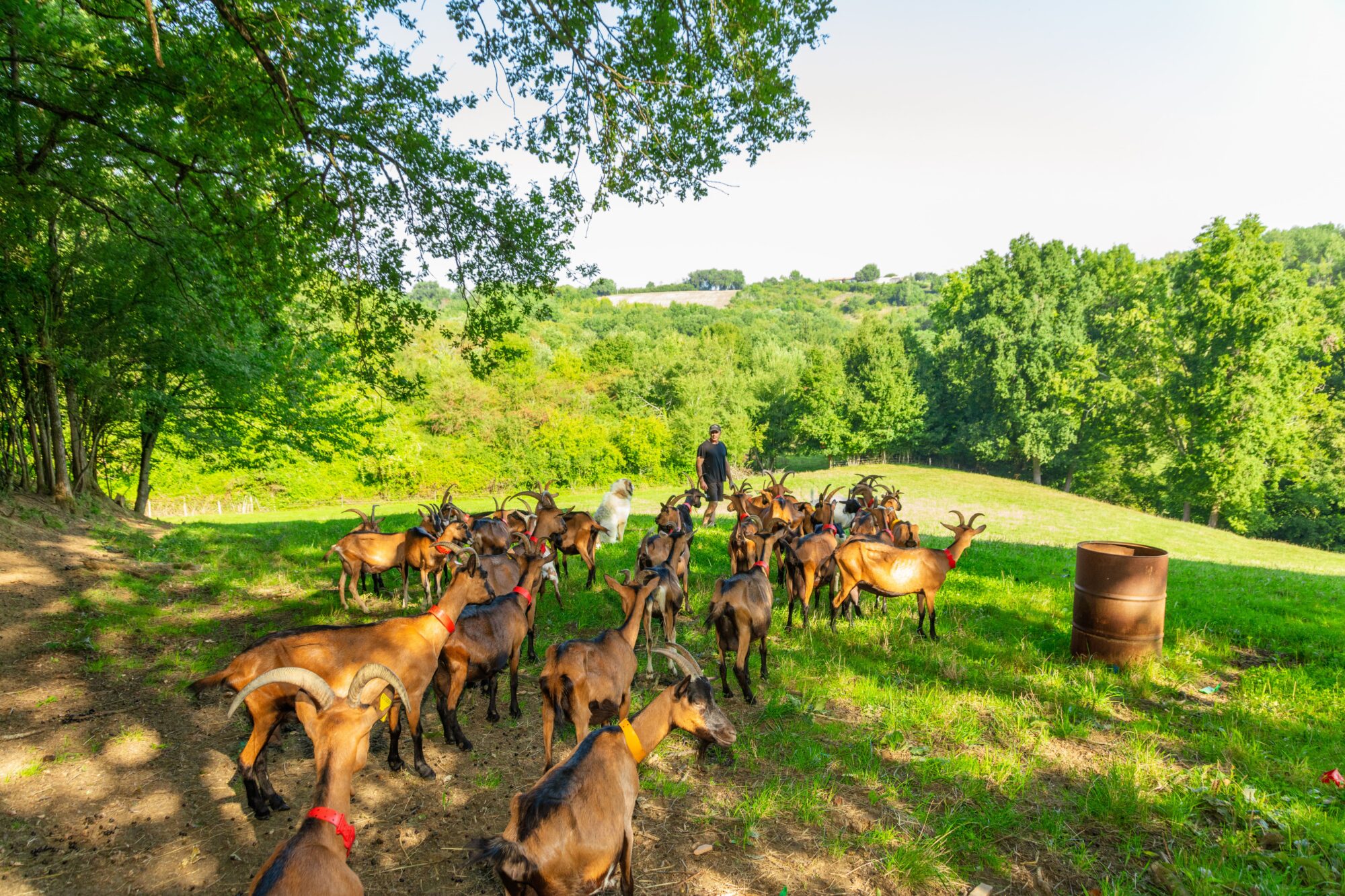 Troupeau de chèvres en pâturage, Office de Tourisme Cœur de Garonne