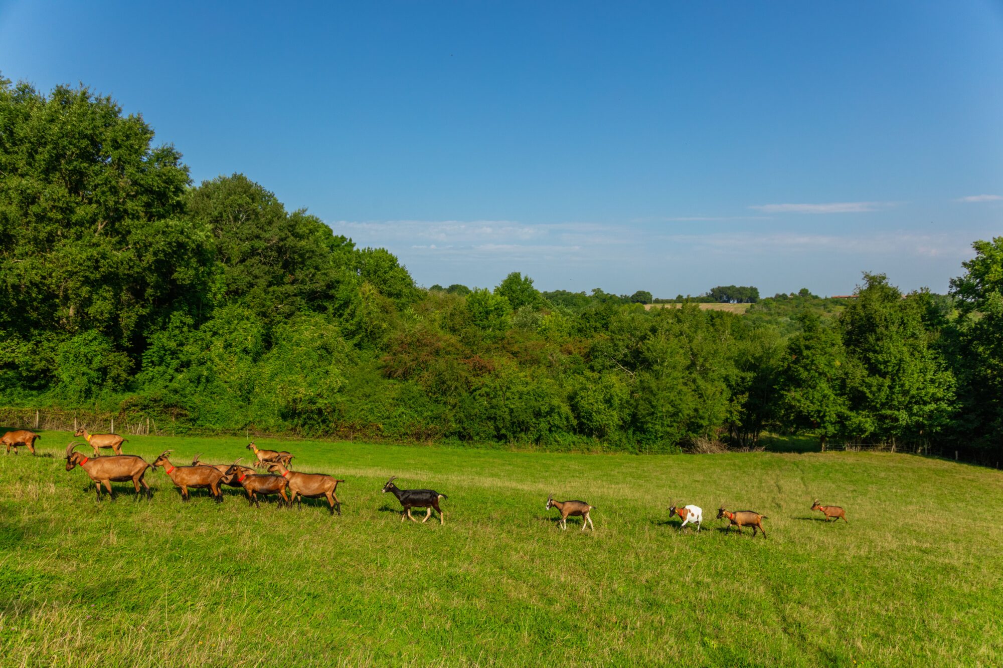 Chèvres dans un pré, Office de Tourisme Cœur de Garonne