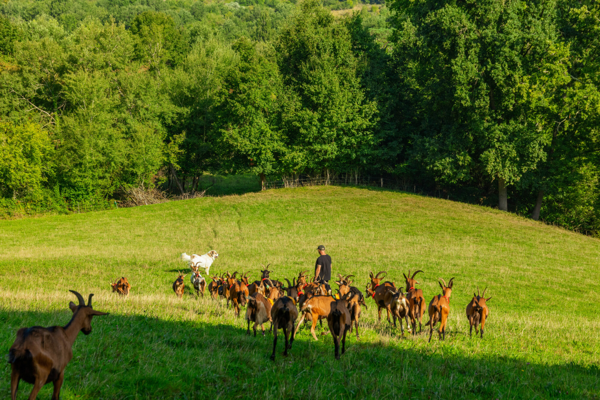 Troupeau de chèvres avec berger et chien, Office de Tourisme Cœur de Garonne