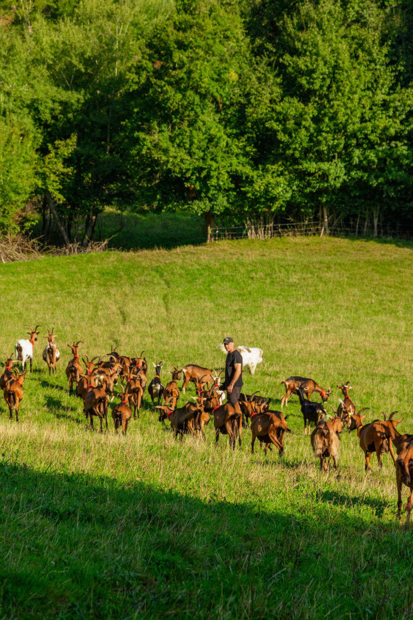 Berger avec un troupeau de chèvres dans les prairies du Cœur de Garonne