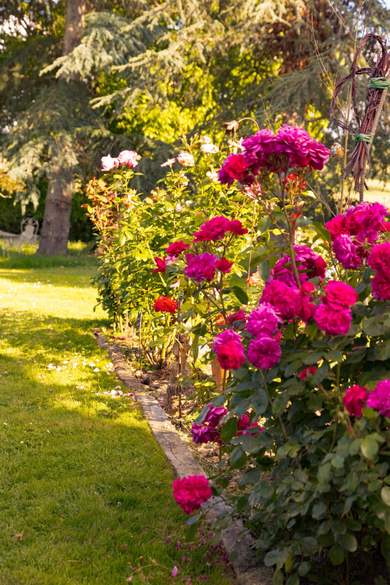 Rosiers en fleurs dans les jardins de l’Office de Tourisme Cœur de Garonne