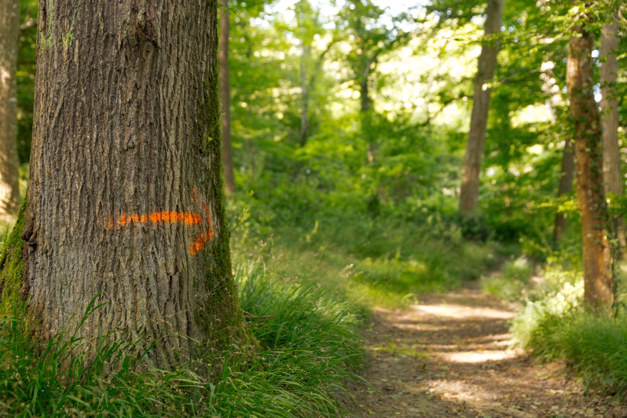 Sentier balisé en forêt avec flèche orange sur un tronc d’arbre