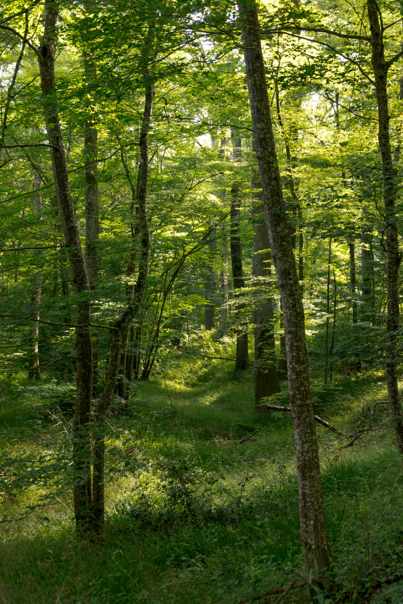 Sentier en forêt, Office de Tourisme Cœur de Garonne