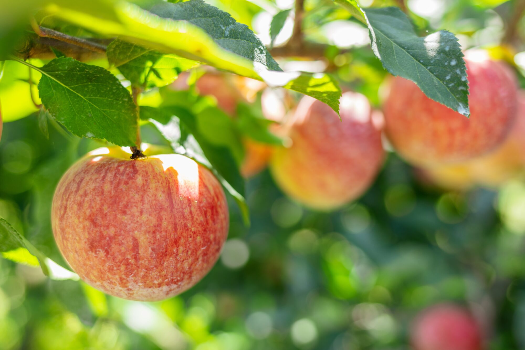 Pommes rouges mûres sur branche de pommier