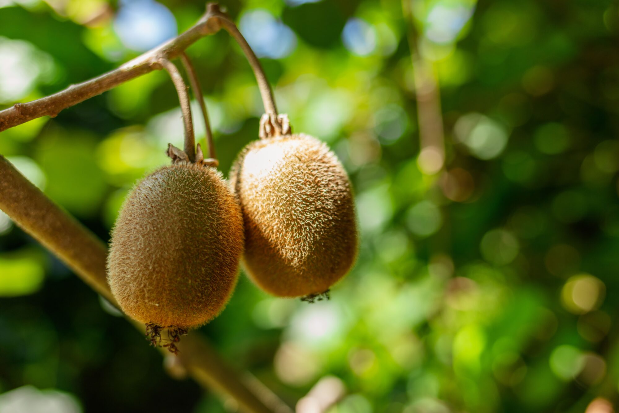 Deux kiwis mûrs suspendus à une branche