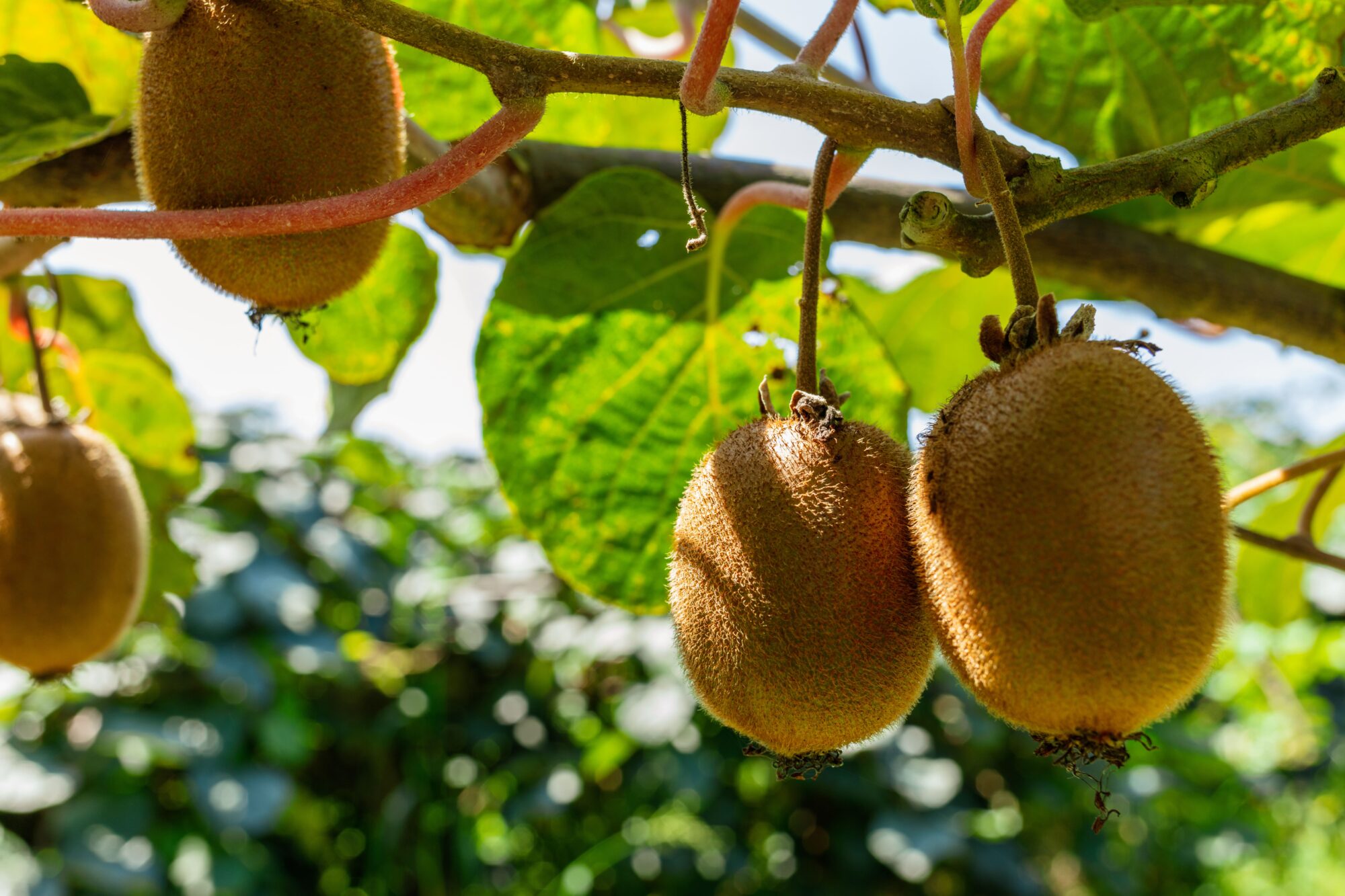 Kiwis mûrs suspendus à leur branche, Office de Tourisme Cœur de Garonne