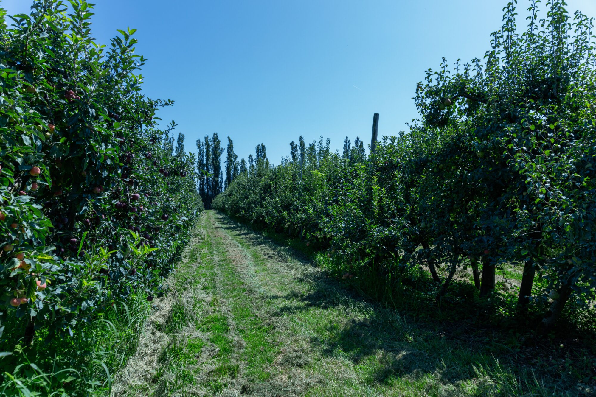 Verger avec allée herbeuse, Office de Tourisme Cœur de Garonne