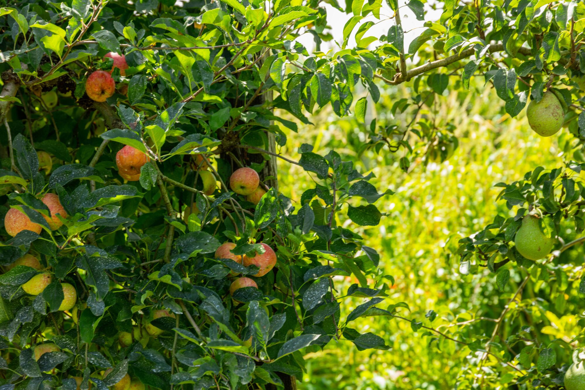 Pommes et poires sur leurs branches, Office de Tourisme Cœur de Garonne