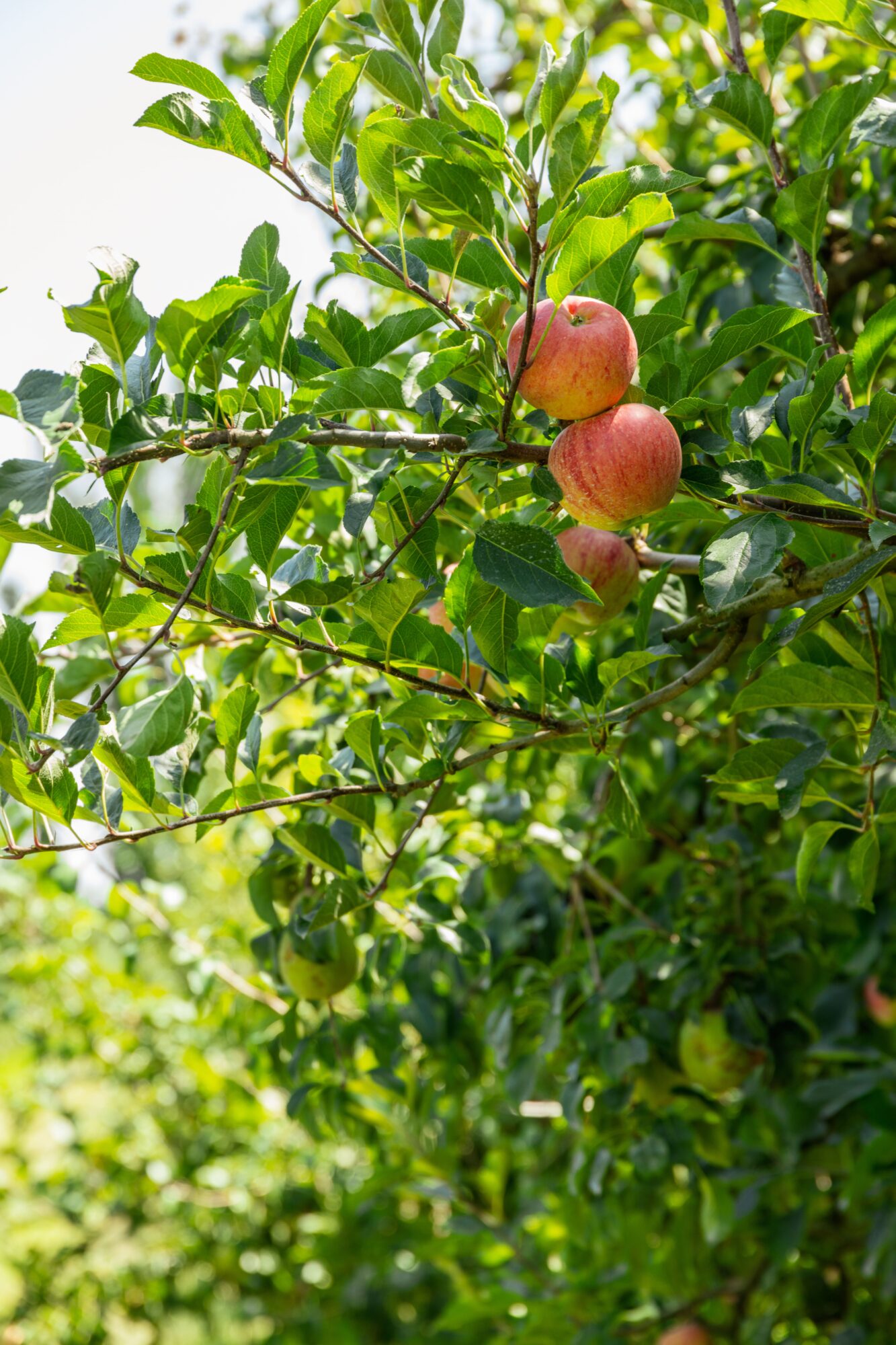 Pommes rouges sur un pommier en verger, Cœur de Garonne