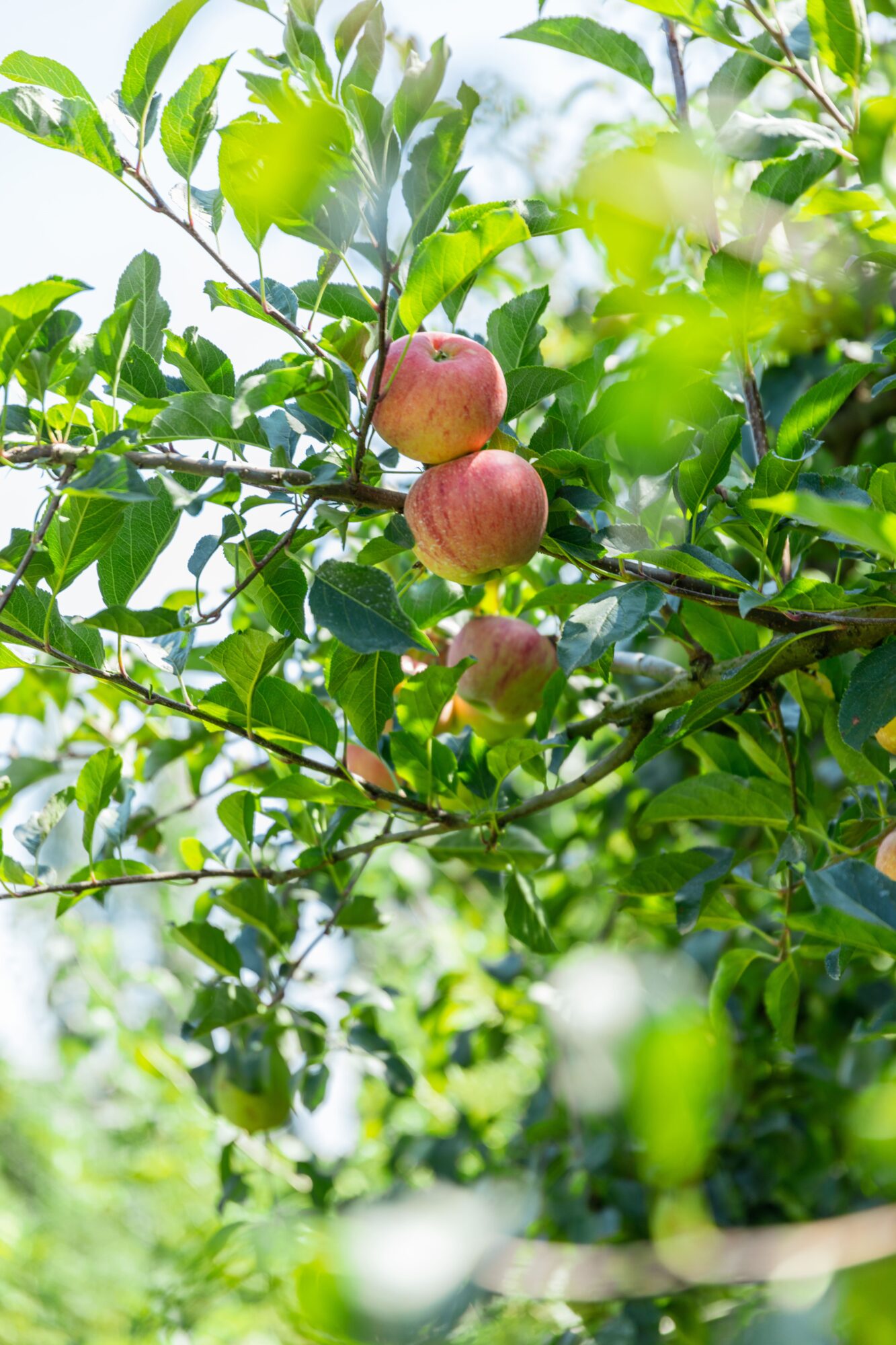 Pommes rouges sur une branche de pommier en Cœur de Garonne