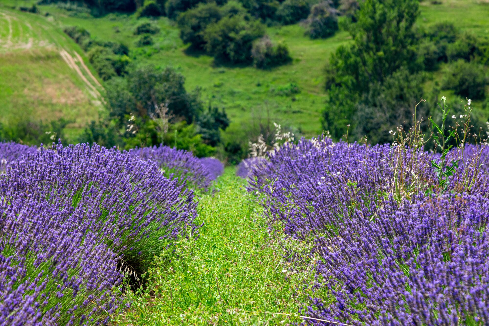 Champ de lavande en fleurs à Cœur de Garonne