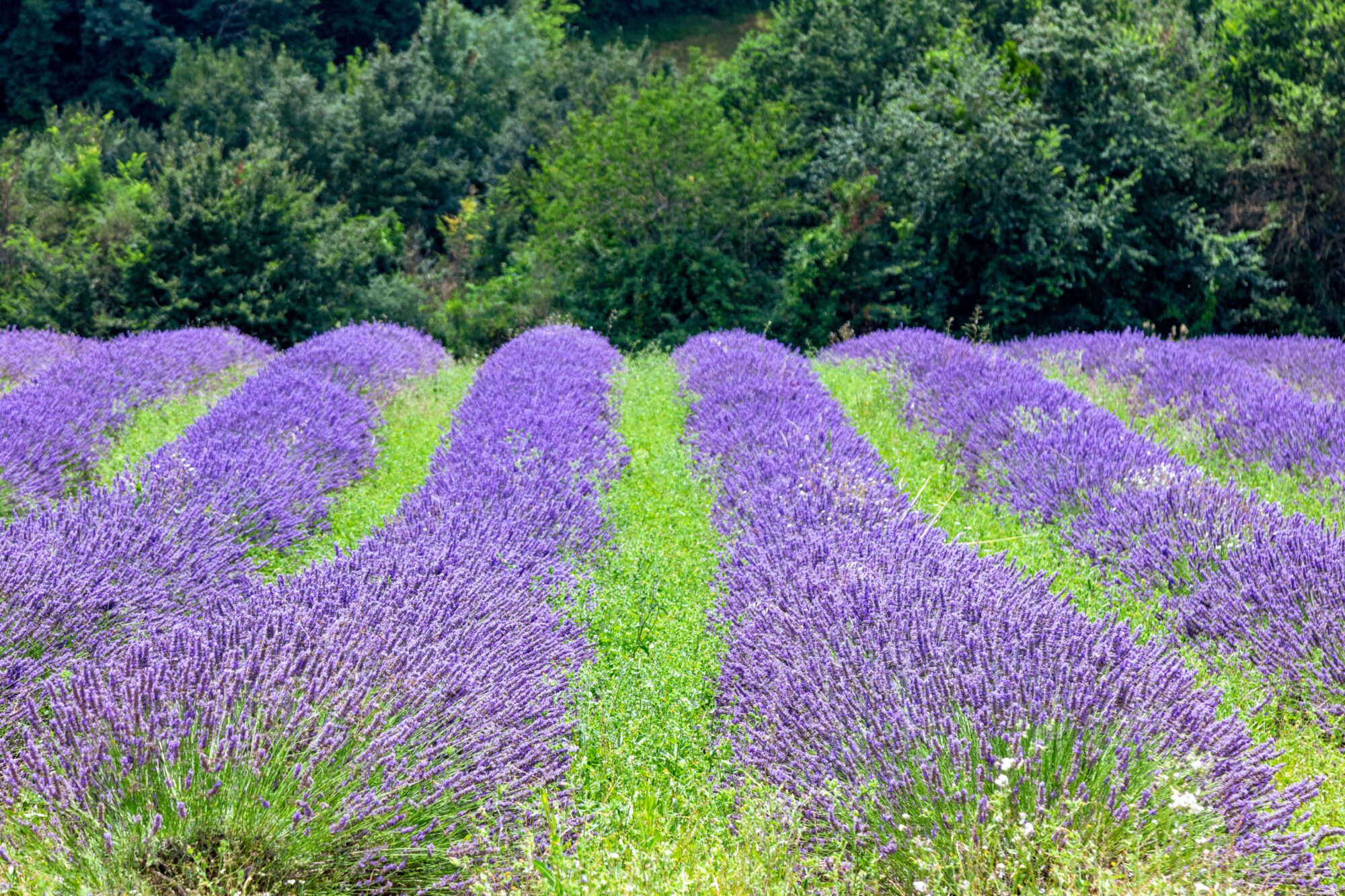 Champ de lavande en fleurs, Office de Tourisme Cœur de Garonne