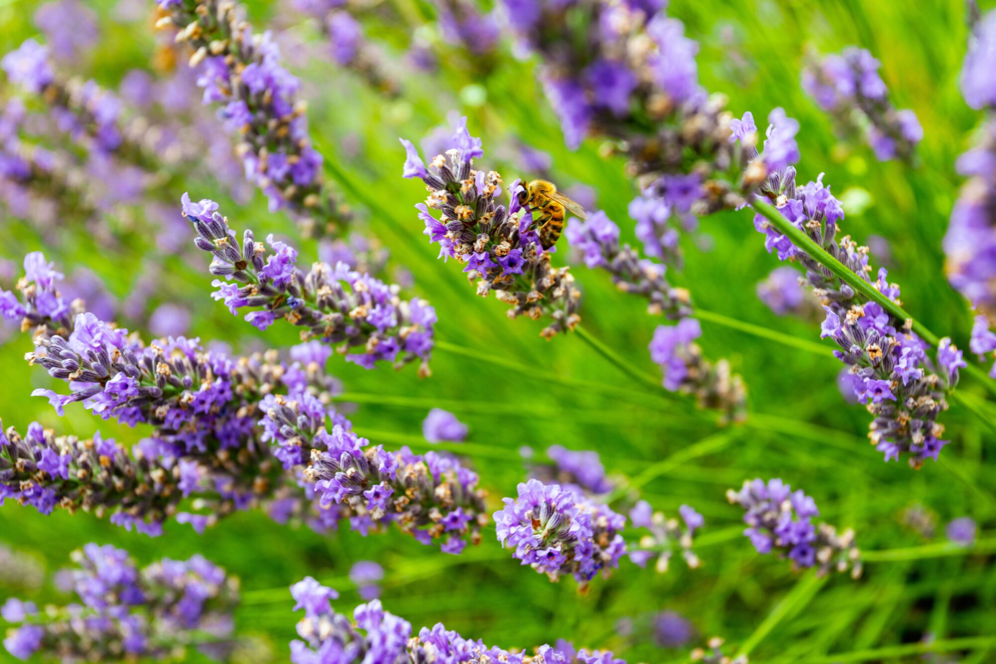 Abeille butinant des fleurs de lavande