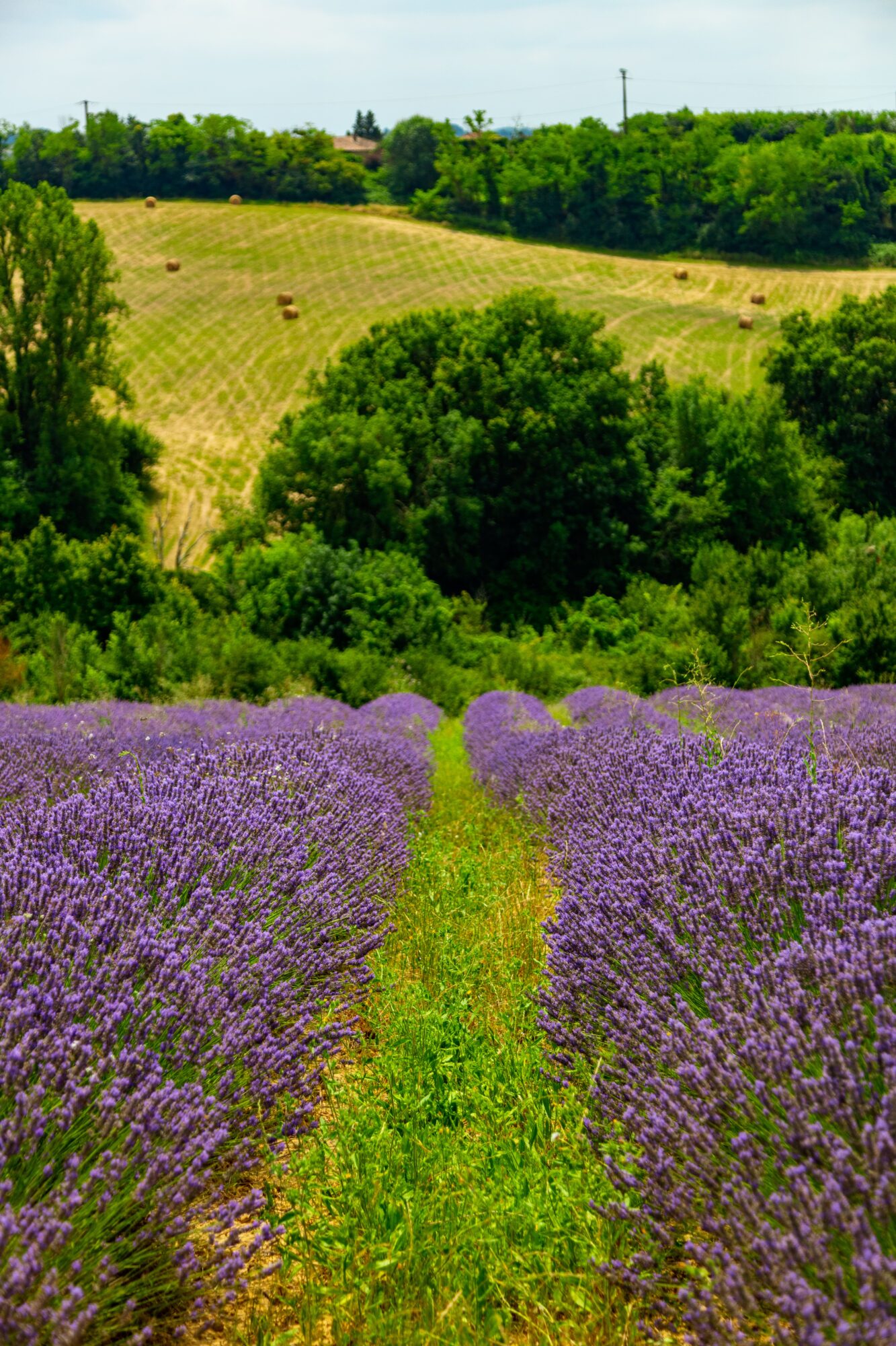 Champ de lavande en fleurs, Office de Tourisme Cœur de Garonne