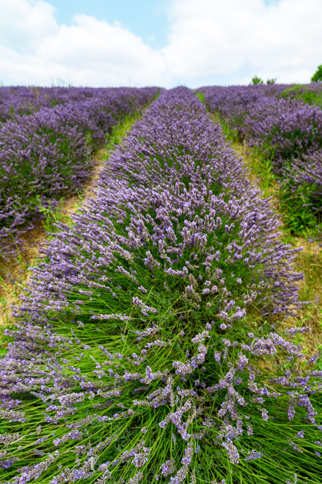 Champ de lavande en fleurs près de l’Office de Tourisme Cœur de Garonne