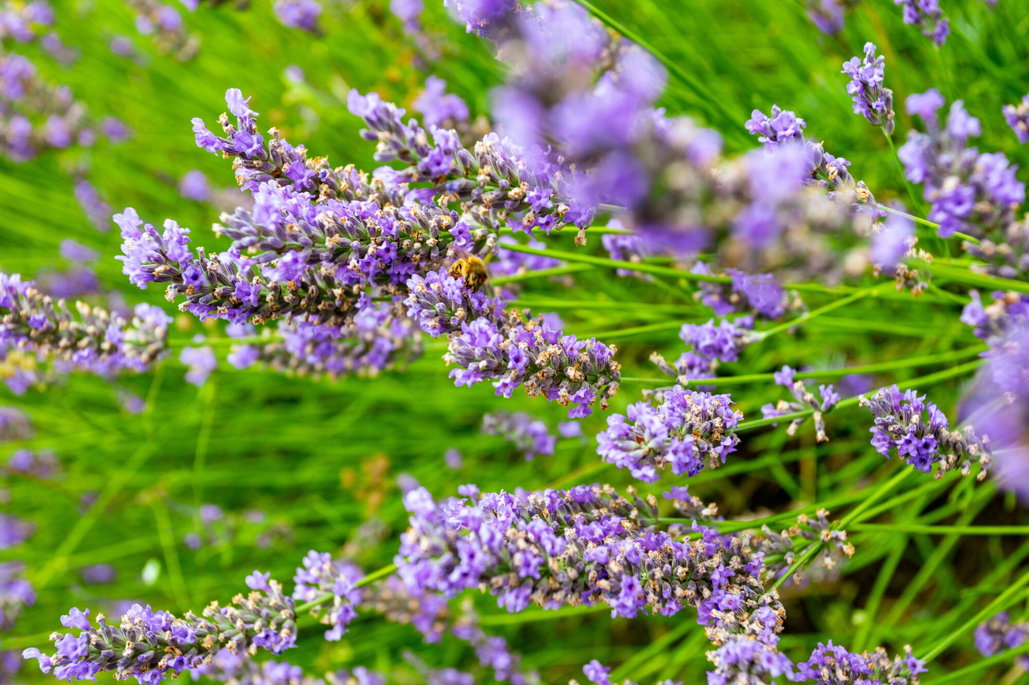 Brins de lavande en fleur avec abeille, Office de Tourisme Cœur de Garonne